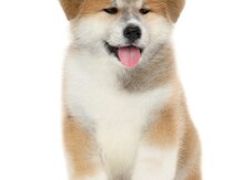Akita-inu balası