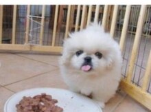 Pekines karlik