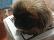 Pekines