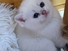 Şinşilla pişiyi balaları