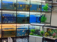 Akvarium