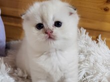 Gümüşü şinşilla pişiyi balası