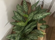Aglaonema