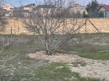 2 sot torpaq sahəsi, Novxanı qəs.