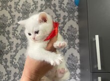 Şotland pişiyi balaları