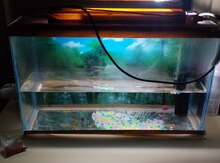 Akvarium və balıqlar