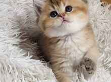 Qızılı şinşilla pişiyi balası