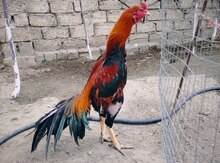 Heyratı beçələri