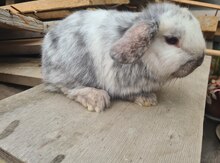 Hollandlop