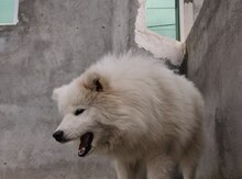 Samoyed