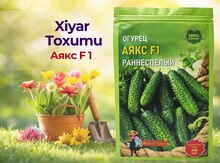 Xiyar toxumu