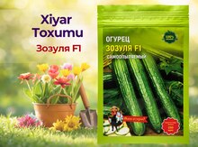 Xiyar toxumu