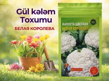 Gül kələm toxumu