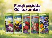 Gül toxumları