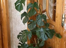 Monstera