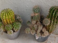Kaktus