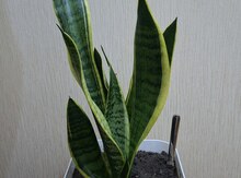 Sansevieriya Laurentii