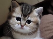 Şinşilla pişiyi balaları