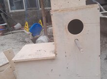 Tutuquşu yuvası