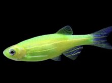 Danio