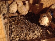 Mayalı ağ Texas bildirçin yumurtası