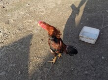Heyratı beçəsi