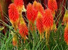 Kniphophia gülü