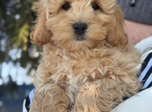 Labradudul