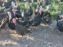 Amerikan bronz hinduşkaları