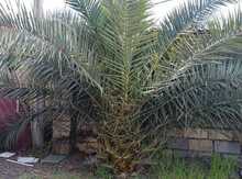 Palma ağacı
