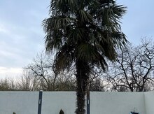Palma ağacı