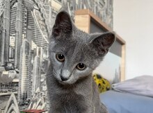 Pişiy etibarlı əllərə verilir