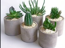 Beton dibçəklər