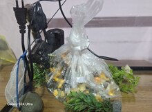 Akvarium