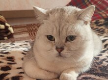 Şotland pişiyi (cutləşdirmək üçün)