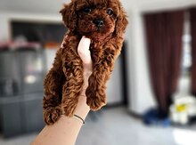 Toy Pudel  