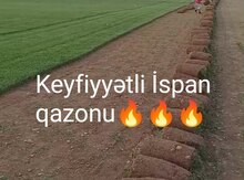 Qazon