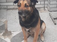Alman ovçarkası etibarlı əllərə verilir