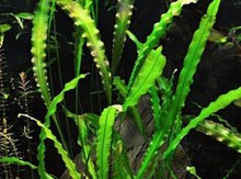 Akvarium bitkisi Aponogeton