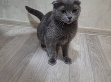 Şotland pişiyi 
