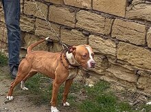 Pitbul