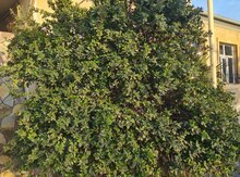 Jasmin