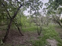 4 sot torpaq sahəsi, Mingəçevir ş.