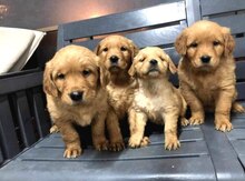 Labrador Retriver balaları