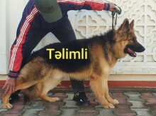 Alman ovçarkası balası 