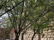 Badam ağacı