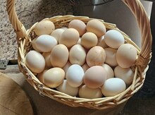 Avstralorp yumurtası və cücələri