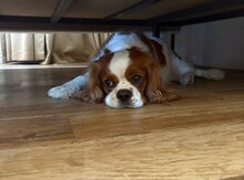 Cavalier King Charles Spaniel (cütləşdirmək üçün)