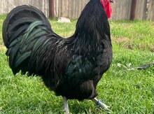 Avstralorp yumurtası