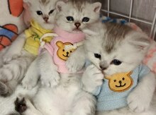 Şinşilla pişiyi
